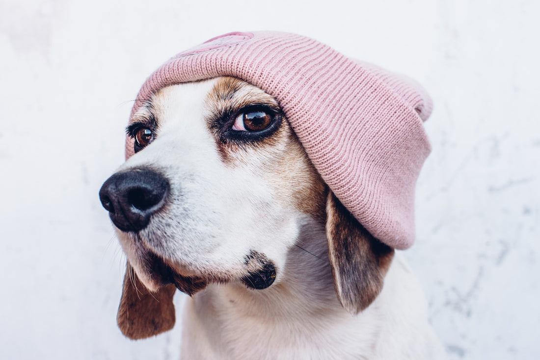 Why Wear Dog Clothing?